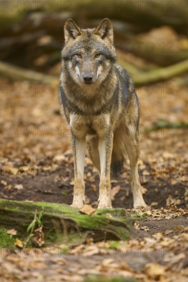 An upright wolf in autumn forest, Wolf (Canis lupus), Germany