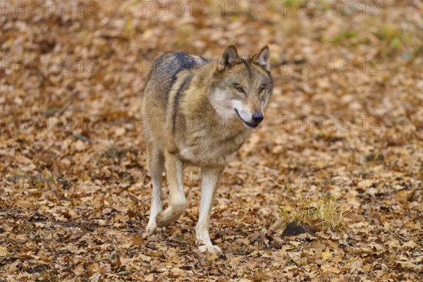 A standing wolf in autumn forest on dry leaves, Wolf (Canis lupus), Germany