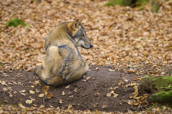 A sitting wolf on a forest floor covered with autumn leaves, wolf (Canis lupus), Germany
