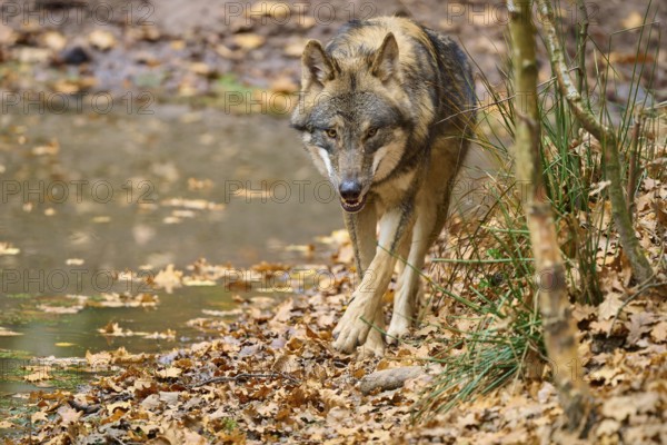 A wolf walks along the bank of flowing water in a forest covered with leaves, Wolf (Canis lupus), Germany
