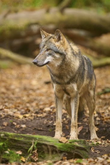A wolf stands at attention on the autumn forest floor, Wolf (Canis lupus), Germany