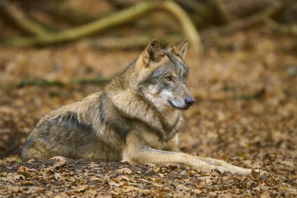A lying wolf on a forest floor covered with autumn leaves, wolf (Canis lupus), Germany