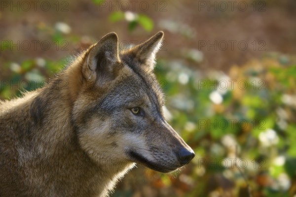 Close-up of a wolf with autumnal background, Wolf (Canis lupus), Germany