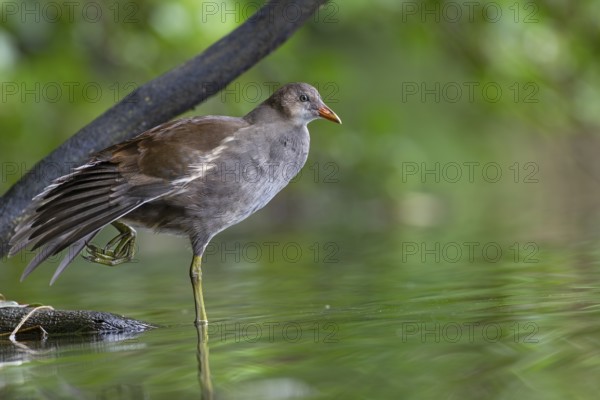 Moorhen (Gallinula chloropus) fledgling resting on a branch, stretching, stretching, Germany