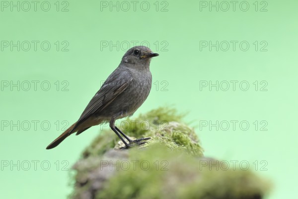 Black redstart (Phoenicurus ochruros), female on a moss-covered tree stump in a garden, Wilnsdorf, North Rhine-Westphalia, Germany