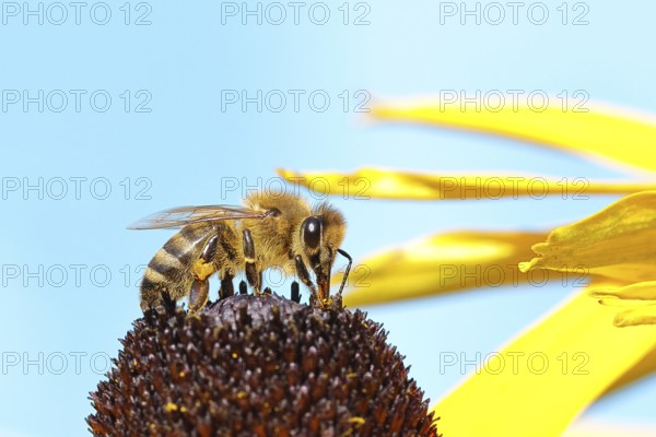 European honey bee (Apis mellifera), collecting nectar from a yellow coneflower (Echinacea paradoxa), macro photograph, Wilnsdorf, North Rhine-Westphalia, Germany