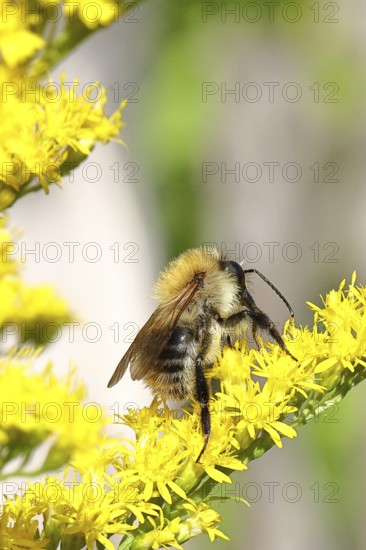 Field bumblebee (Bombus pascuorum), collecting nectar on a Solidago canadensis (Solidago canadensis) flower, close-up, Wilnsdorf, North Rhine-Westphalia, Germany