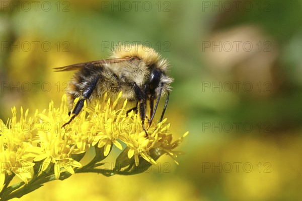 Field bumblebee (Bombus pascuorum), collecting nectar on a Solidago canadensis (Solidago canadensis) flower, close-up, Wilnsdorf, North Rhine-Westphalia, Germany