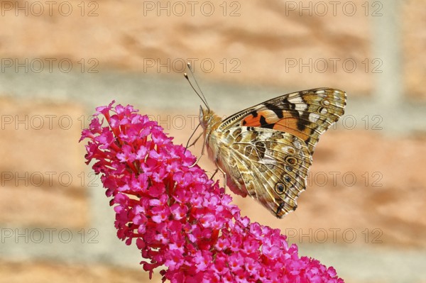 Thistle butterfly (Vanessa cardui) on a flower of the summer lily (Buddleja davidii), wings closed, underside of wings, close-up, Wilnsdorf, North Rhine-Westphalia, Germany