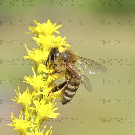 European honey bee (Apis mellifera), collecting nectar from a yellow goldenrod (Solidago) flower, macro photograph, Wilnsdorf, North Rhine-Westphalia, Germany