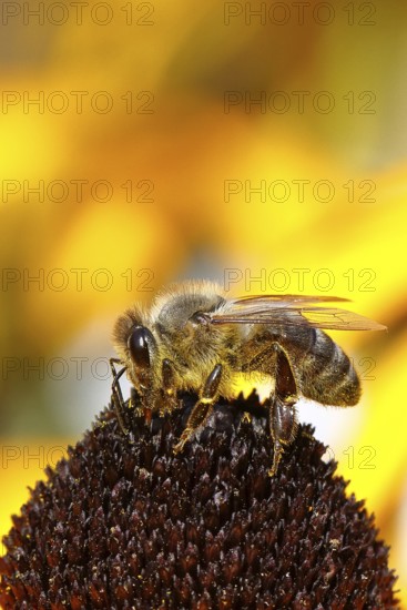 European honey bee (Apis mellifera), collecting nectar from a flower of the yellow coneflower (Echinacea paradoxa), covered with pollen on the body, macro photograph, Wilnsdorf, North Rhine-Westphalia, Germany