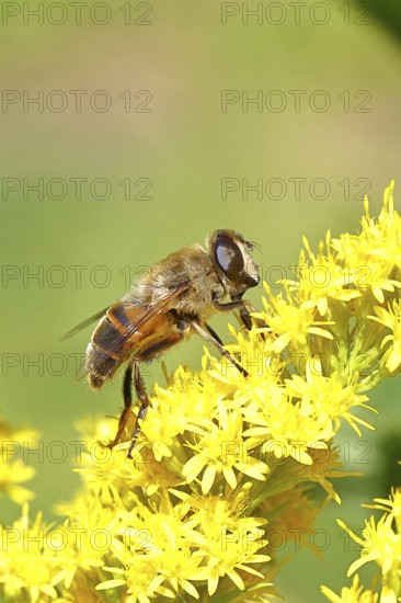 Dung bee (Eristalis tenax), collecting nectar from a yellow flower of goldenrod (Solidago), in a garden, Wilnsdorf, North Rhine-Westphalia, Germany