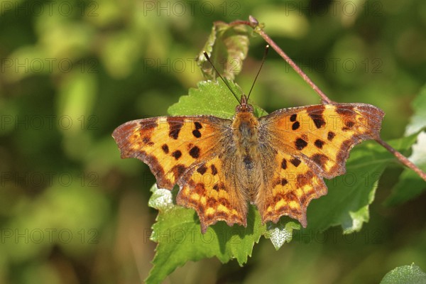 C-moth (Polygonia c-album), with open wings on a birch leaf (Betula), Wilnsdorf, North Rhine-Westphalia, Germany