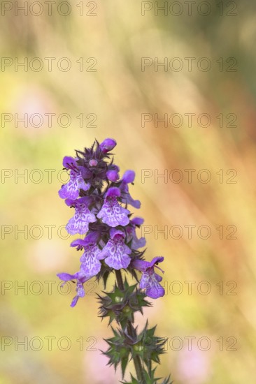 Forest willow (Stachys sylvatica), flower, inflorescence on a forest path, the plant was formerly also used as a medicinal plant (Herba Lamii sylvatici foetidi), Wilnsdorf, North Rhine-Westphalia, Germany