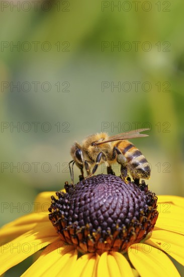 European honey bee (Apis mellifera), collecting nectar from a flower of the yellow coneflower (Echinacea paradoxa), with pollen panties and covered with pollen on the body, macro photograph, Wilnsdorf, North Rhine-Westphalia, Germany
