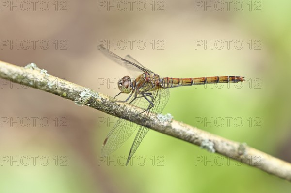 Common Darter (Sympetrum striolatum), female on a branch, close-up, Wilnsdorf, North Rhine-Westphalia, Germany