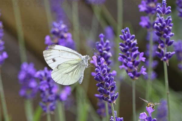 A Cabbage butterfly (Pieris brassicae) sucking nectar on the flower of true lavender (Lavandula angustifolia), in a natural environment in a garden, nice bokeh in the background, close-up, wildlife, insects, butterflies, butterflies, Wilnsdorf, North Rhine-Westphalia, Germany
