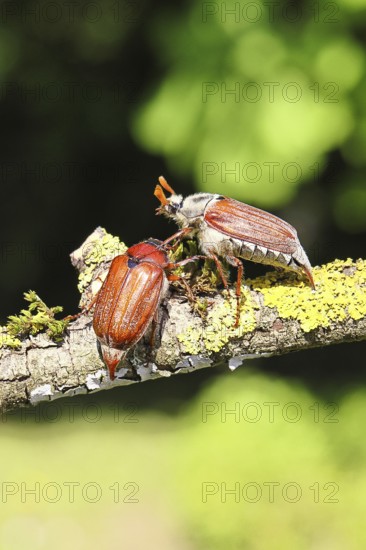 May beetle, wood cockchafer (Melolontha hippocastani), male and female, on a lichen-covered branch, pair of animals, close-up, Wilnsdorf, North Rhine-Westphalia, Germany