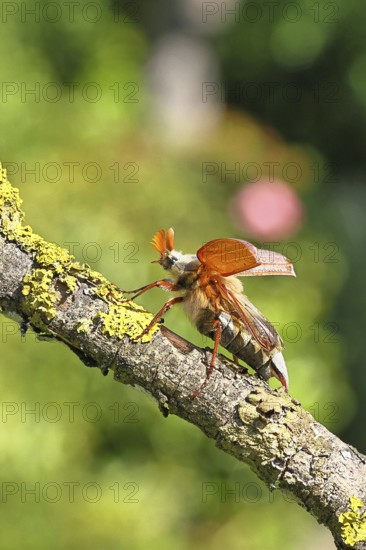May beetle, wood cockchafer (Melolontha hippocastani), male with spread wings, on a branch covered with lichen, about to fly off, close-up, Wilnsdorf, North Rhine-Westphalia, Germany