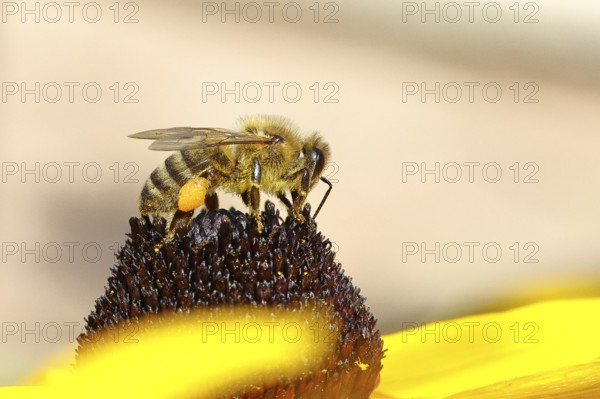 European honey bee (Apis mellifera), collecting nectar from a flower of the yellow coneflower (Echinacea paradoxa), with pollen panties and covered with pollen on the body, macro photograph, Wilnsdorf, North Rhine-Westphalia, Germany