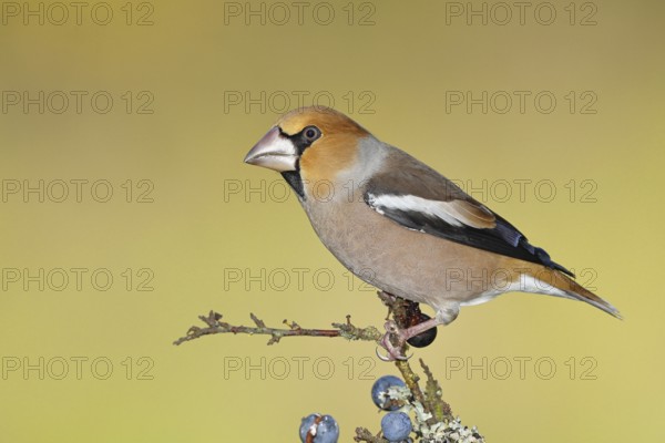 Hawfinch (Coccothraustes coccothraustes), male, sitting on a branch in a blackthorn bush, (Prunus spinosa), sloes, with ripe fruit, autumn, wildlife, animals, finch family, songbirds, birds, Wilnsdorf, North Rhine-Westphalia, Germany