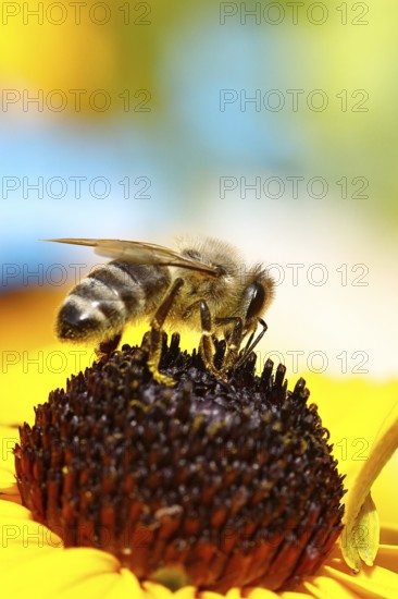 European honey bee (Apis mellifera), collecting nectar from a flower of the yellow coneflower (Echinacea paradoxa), macro photograph, Wilnsdorf, North Rhine-Westphalia, Germany