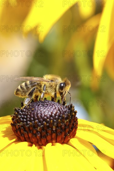 European honey bee (Apis mellifera), collecting nectar from a flower of the yellow coneflower (Echinacea paradoxa), covered with pollen on the body, macro photograph, Wilnsdorf, North Rhine-Westphalia, Germany