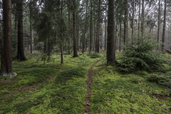 Moss am Waldboden, Emsland, Lower Saxony, Germany