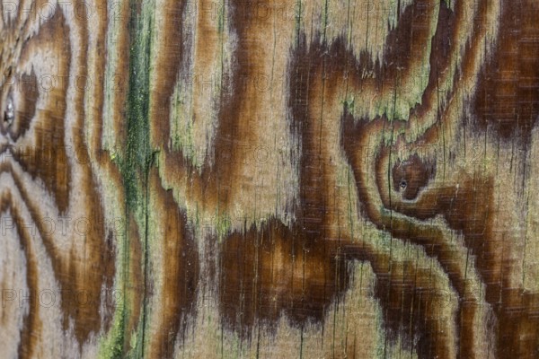 Pattern, grain in wood, Emsland, Lower Saxony, Germany