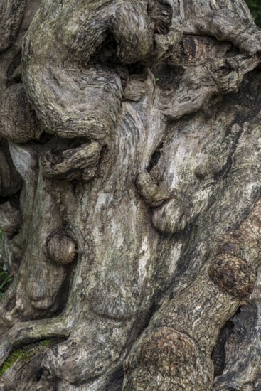 Close-up of a tree root, tree