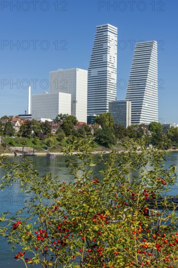 Roche Tower on the Rhine in Basel