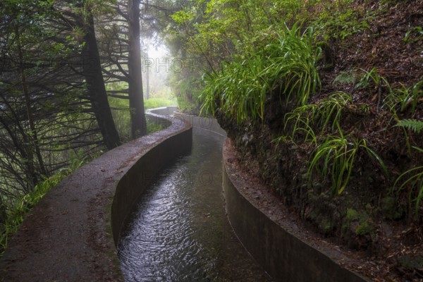 PR17 Pinaculo e Folhadal hiking trail, Levada, Irrigation Canal, Madeira, Portugal