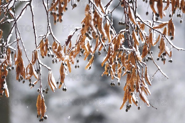 First snow on branches of trees, late autumn, Germany