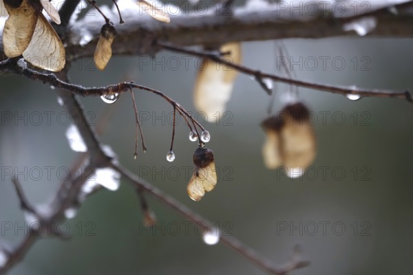 Maple with water drops, late autumn, Germany