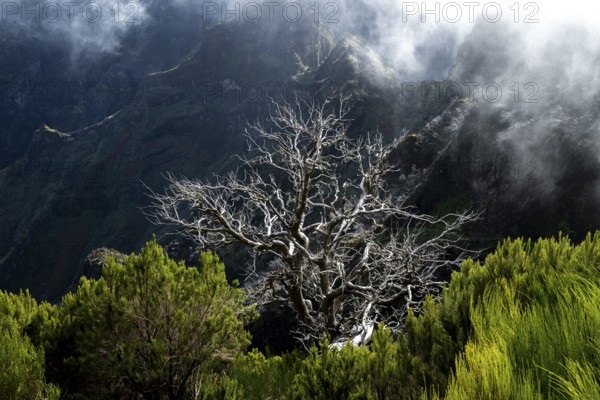 Burnt trees in fog, along hiking trail PR 1, 2 to Pico Ruivo, fog, Madeira, Portugal