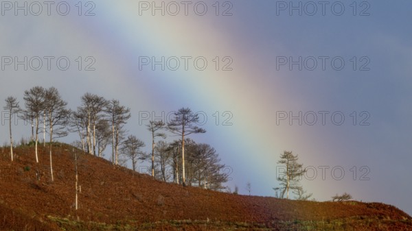 Rainbow behind trees, rain, Madeira, Portugal