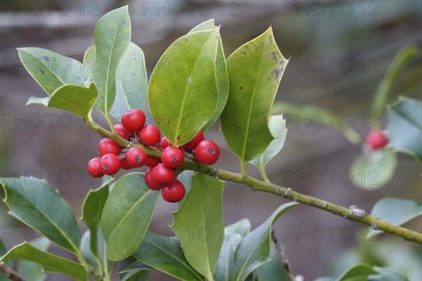 Ilex, late autumn, Germany