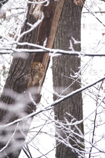 Tawny owl in a tree, winter, Germany