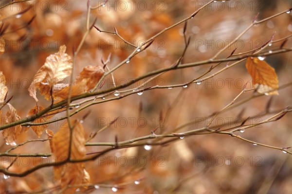 Beech branches with drops of water, late autumn, Germany