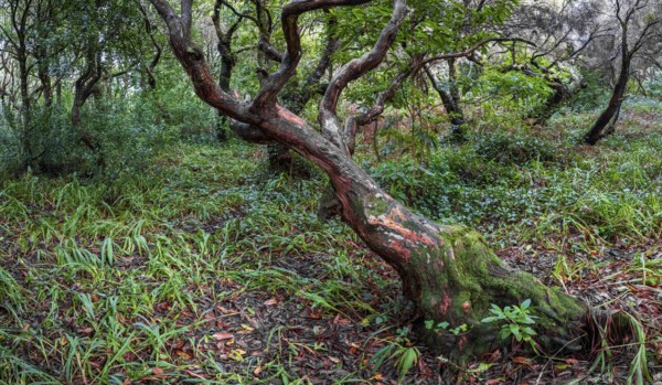 Laurel trees (Ocotea foetens) overgrown with moss and plants, old laurel forest, Laurisilva, Madeira, Portugal