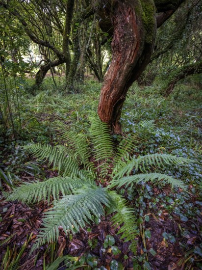 Laurel trees (Ocotea foetens) overgrown with moss and plants, old laurel forest, Laurisilva, Madeira, Portugal