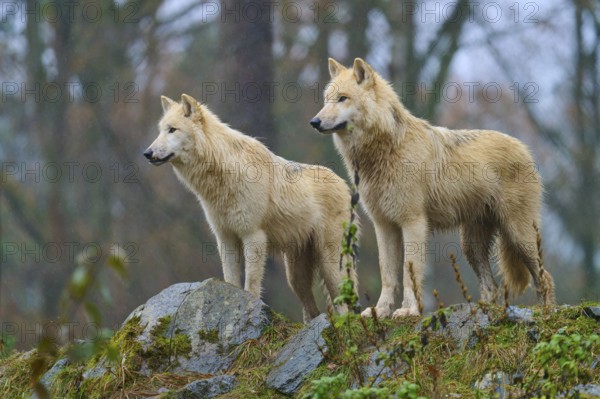 Two wolves standing in the rain on rocky ground in a misty and autumnal forest scenery, Arctic wolf (Canis lupus arctos), Germany