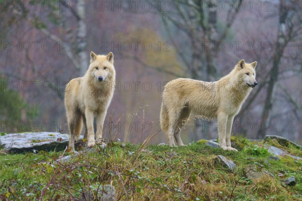 Wolves stand in a misty forest, surrounded by saturated autumn colours and damp ground in the rain, Arctic wolf (Canis lupus arctos), Germany