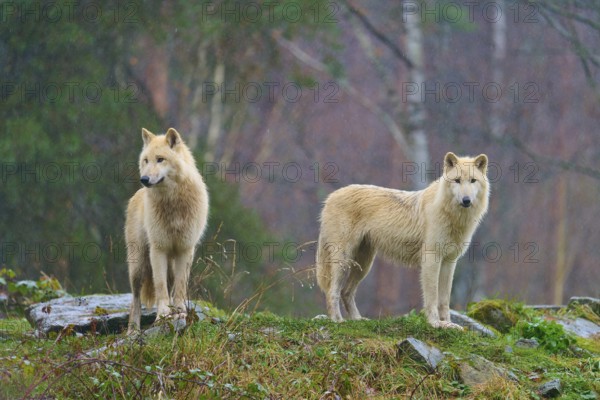 Two white wolves standing vigil in the rain in a foggy and humid autumn environment, Arctic wolf (Canis lupus arctos), Germany
