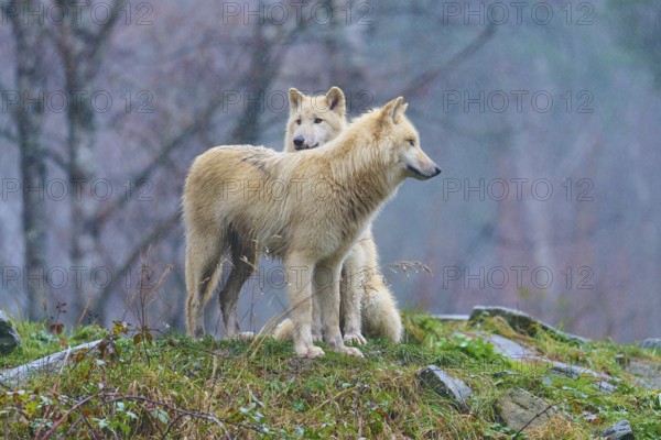 One wolf leaning against another in the rain in a misty autumn landscape full of soft sounds, Arctic wolf (Canis lupus arctos), Germany
