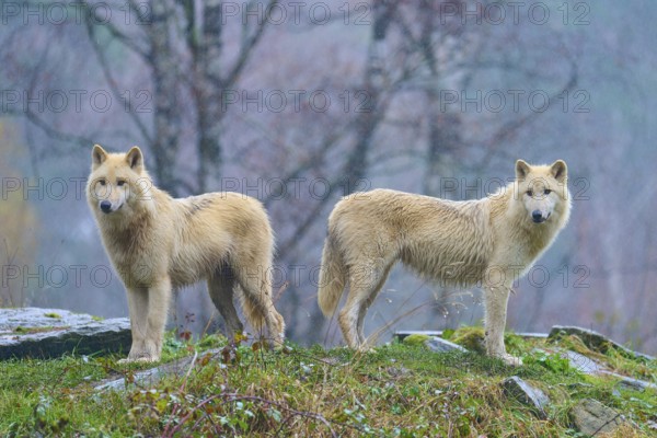 Two white wolves in the rain in a misty autumn forest, surrounded by damp leaves and dull colours, Arctic wolf (Canis lupus arctos), Germany