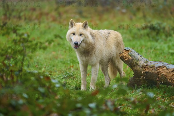 Young wolf standing on a green meadow next to a tree trunk, Arctic wolf (Canis lupus arctos), Germany