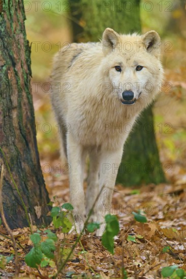 Wolf standing quietly in autumn forest next to tree, Arctic wolf (Canis lupus arctos), Germany