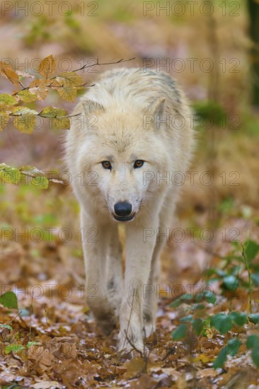 Wolf with intense gaze running through deciduous forest, Arctic wolf (Canis lupus arctos), Germany
