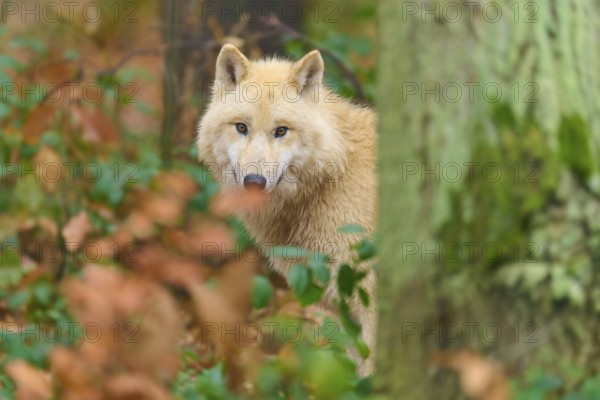 A wolf looks attentively and curiously out from behind a tree, Arctic wolf (Canis lupus arctos), Germany